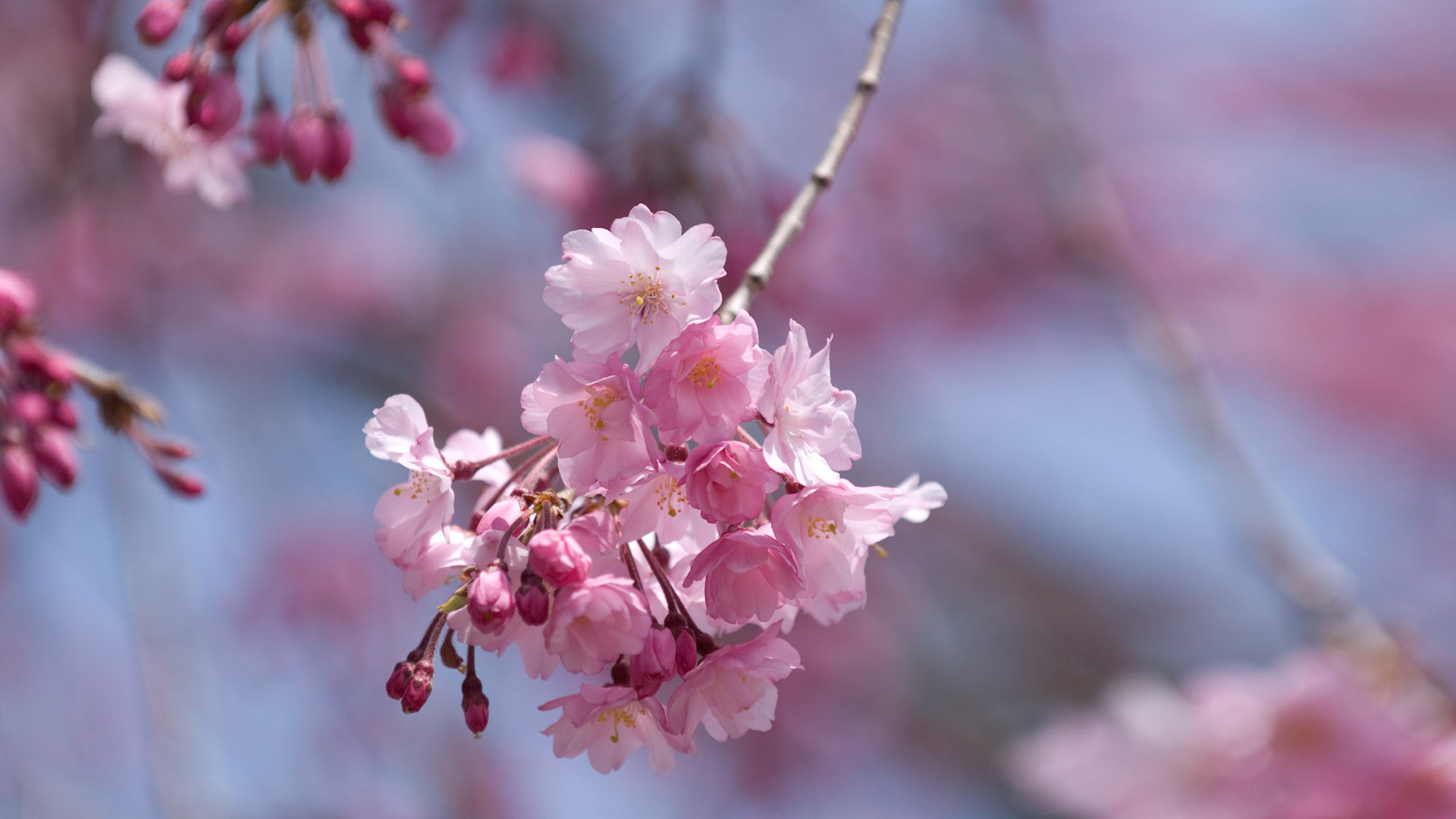 Sakura Pink Full HD Wallpaper Spiring Flowers Desktop Background