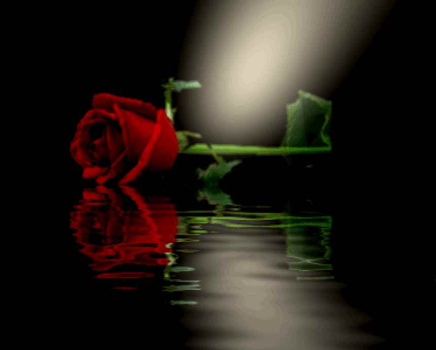 Red Rose Reflecting In Pool Background Image Wallpaper Or