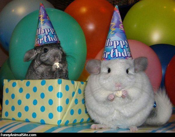 Funny Animals Party Balloons Pictures
