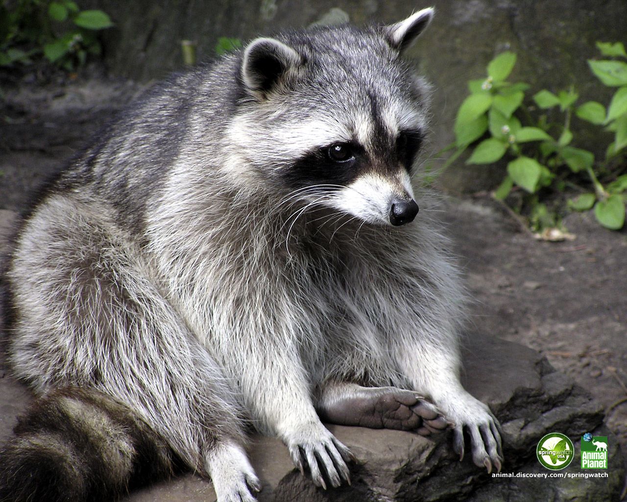 Image Of Raccoons Raccoon Pet Cute