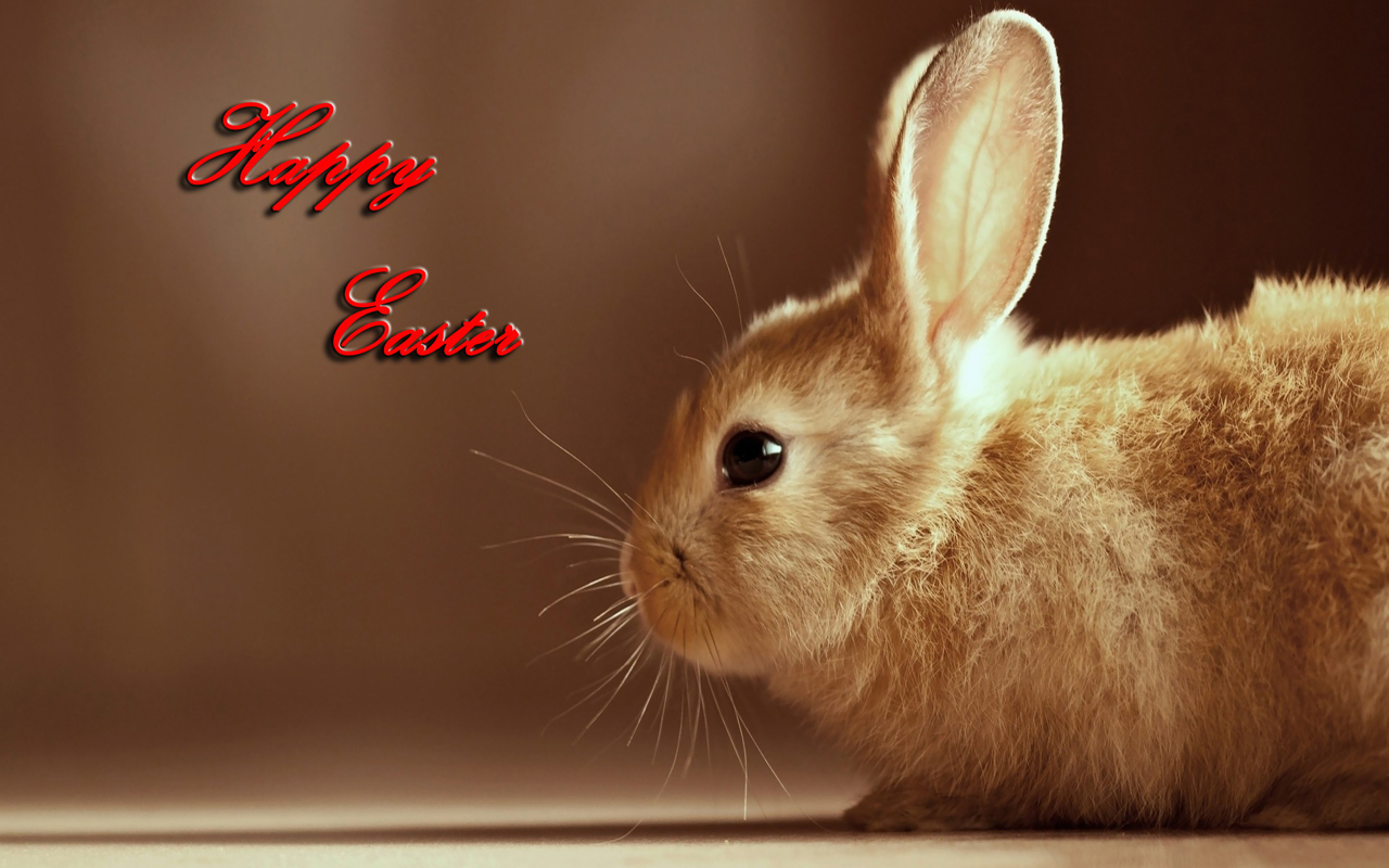 Easter HD Wallpaper Cute Bunnies Jpg
