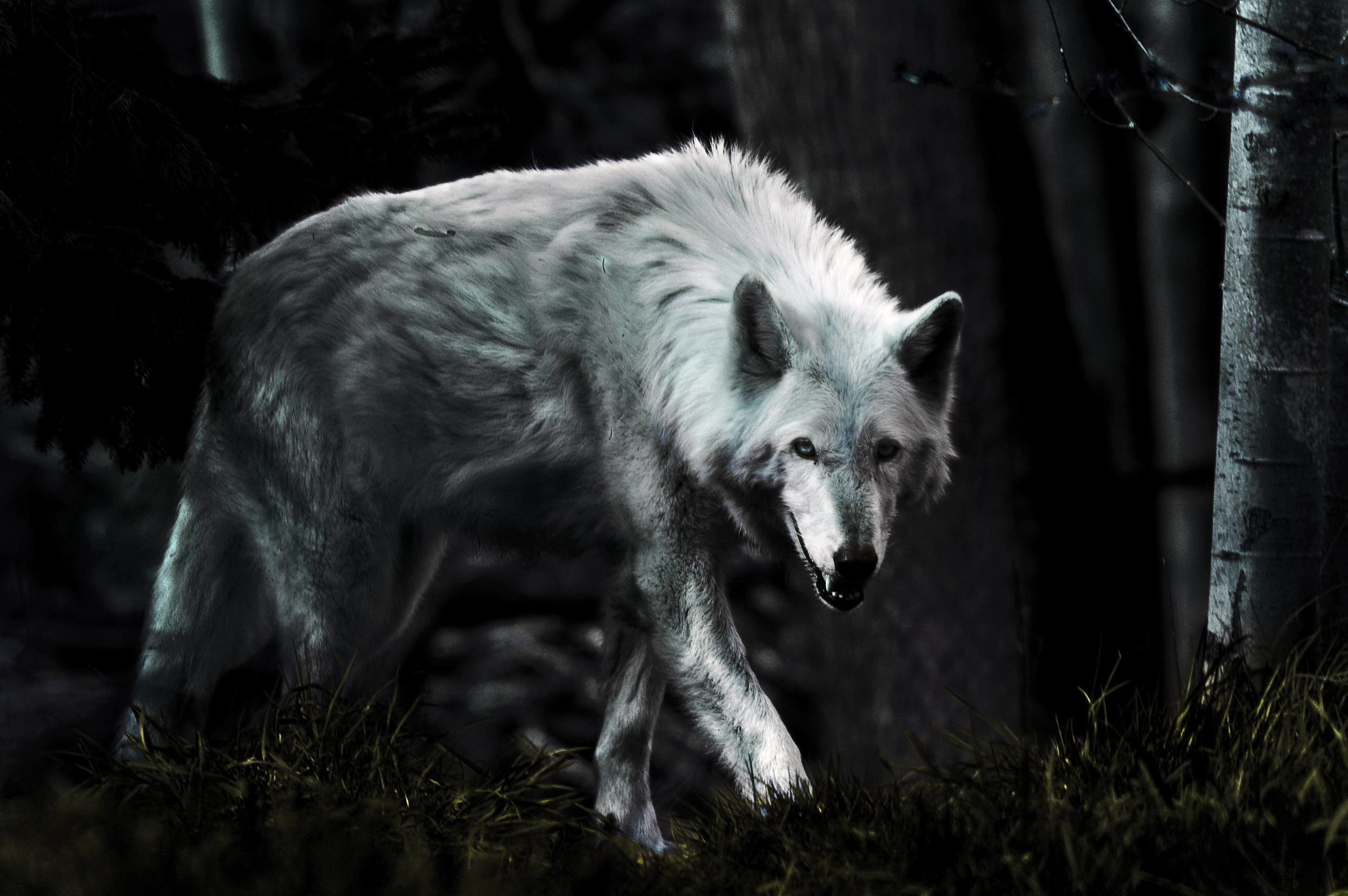 HD Wolf Wallpaper 1080p