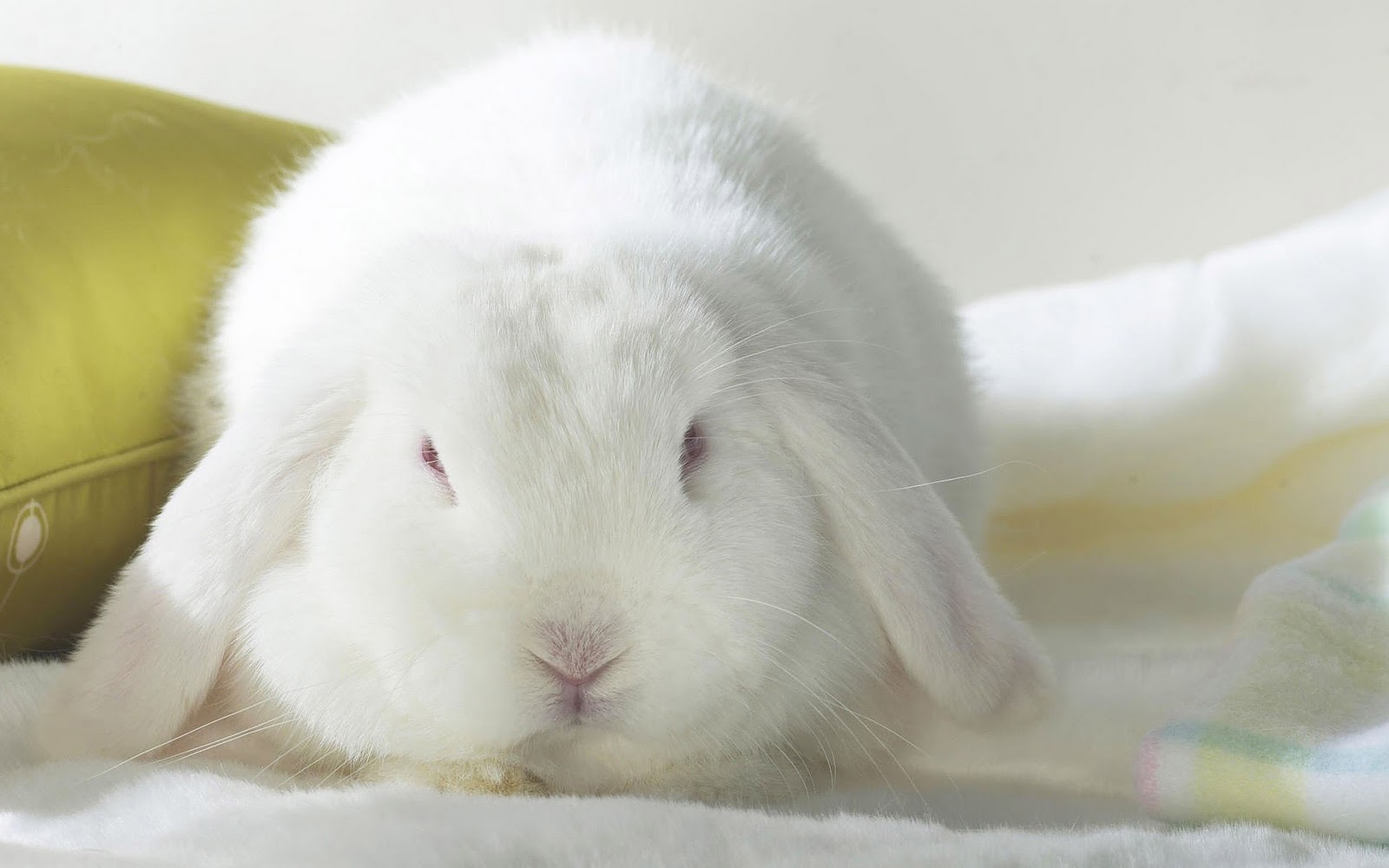 Cute White Rabbit HD Wallpaper