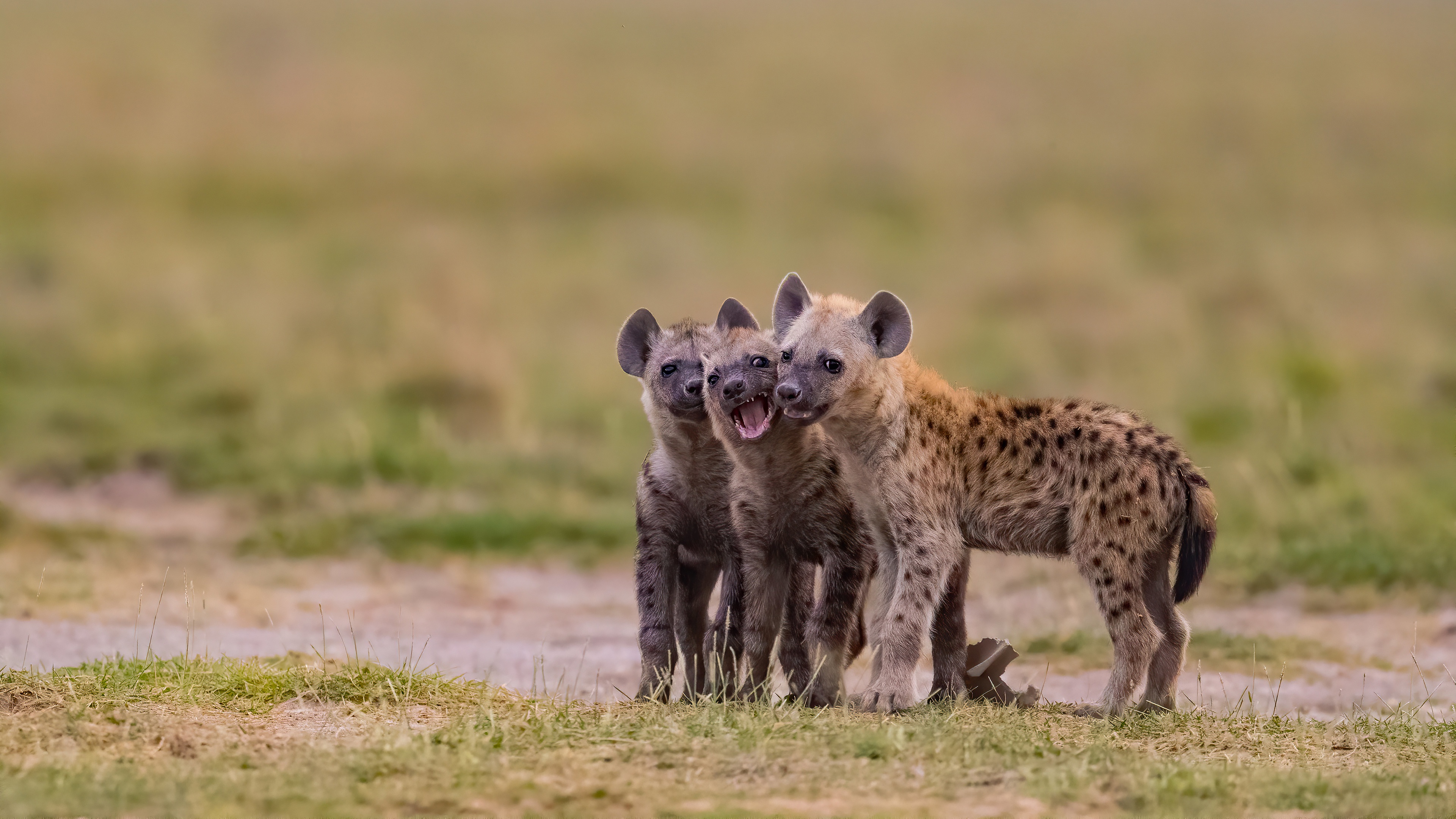 Group of young Hyenas 4k Ultra HD Wallpaper Background Image 3840x2160