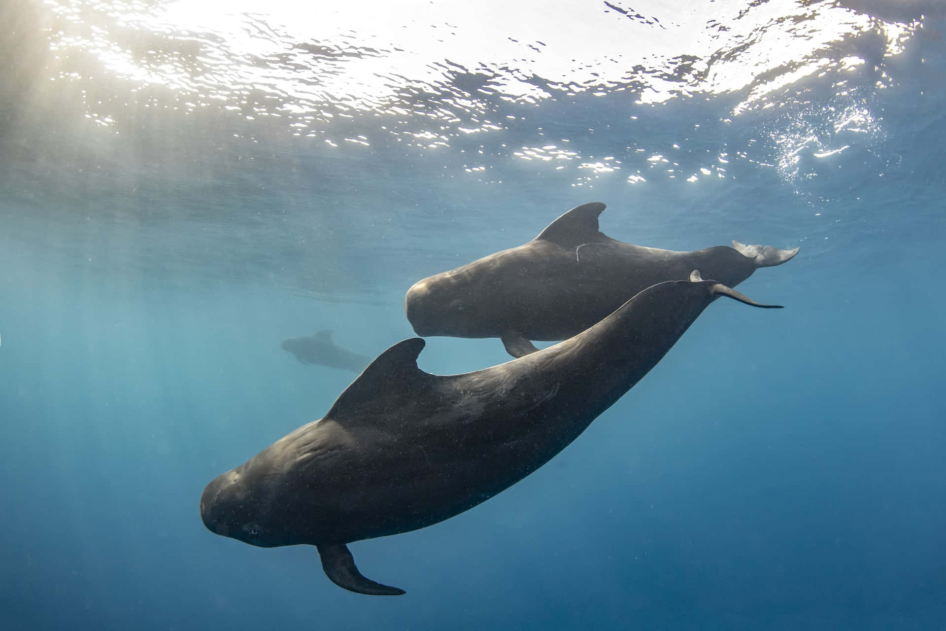 Pilot Whale Wallpaper