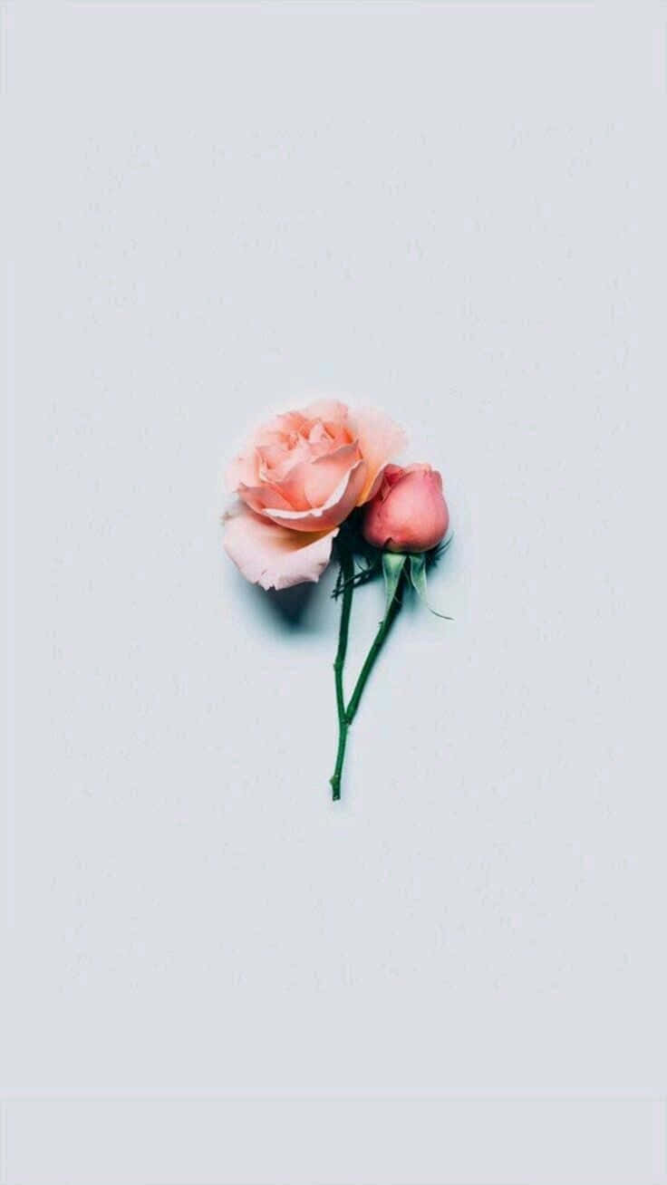 Flower Aesthetic Wallpaper