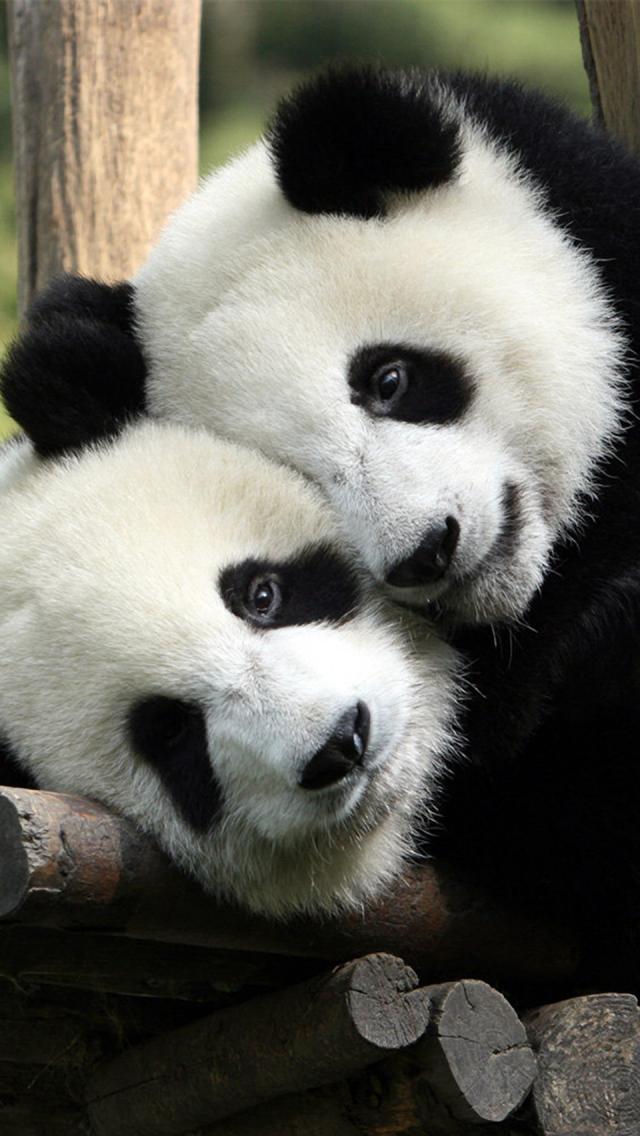 Panda Love iPhone Wallpaper