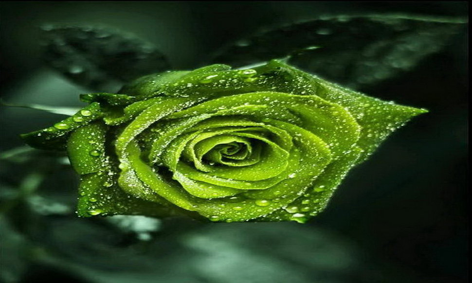 Green Roses Wallpaper Rose