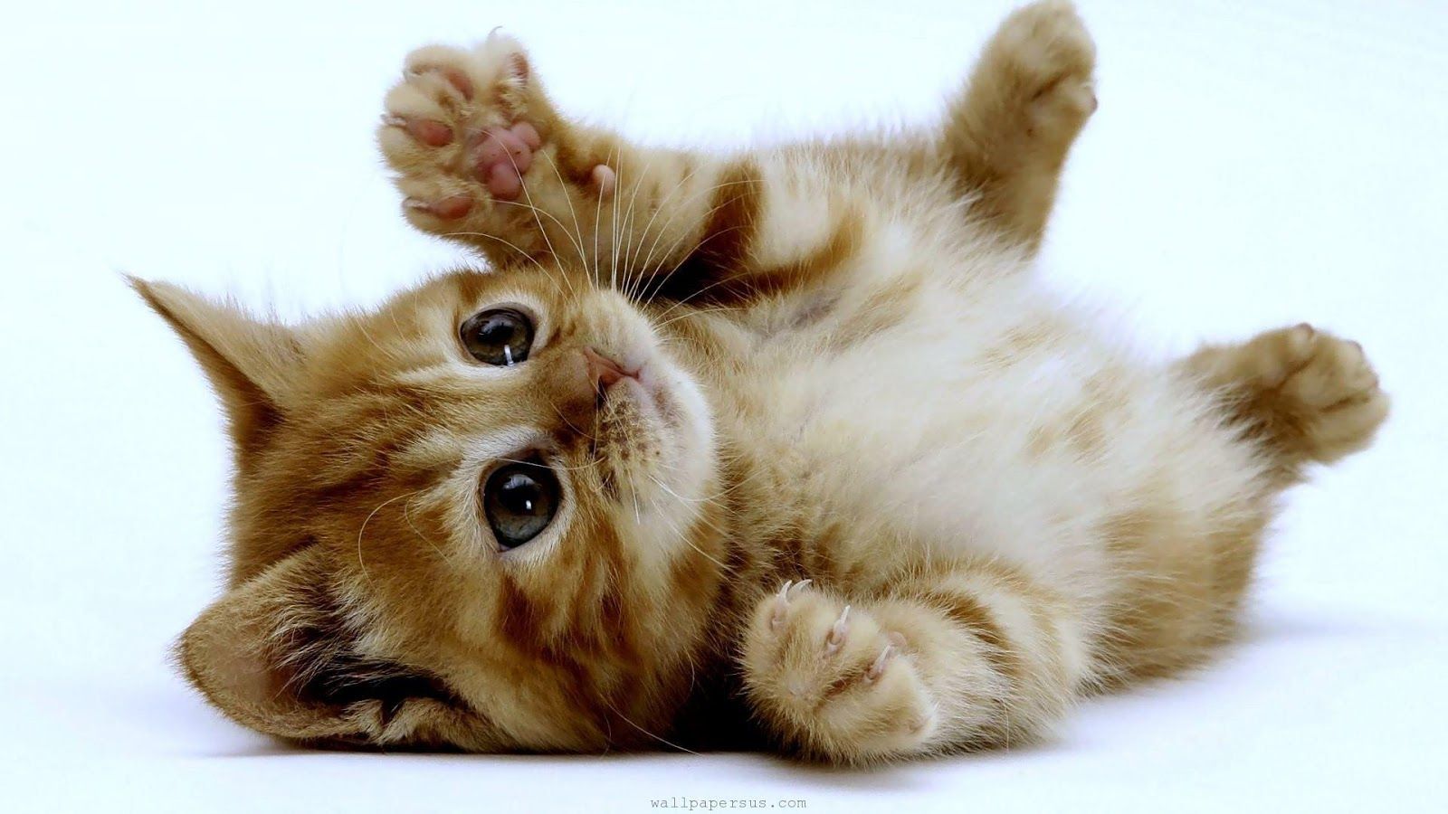 Cute Kitten Wallpaper HD Android Apps On Google Play Adorable