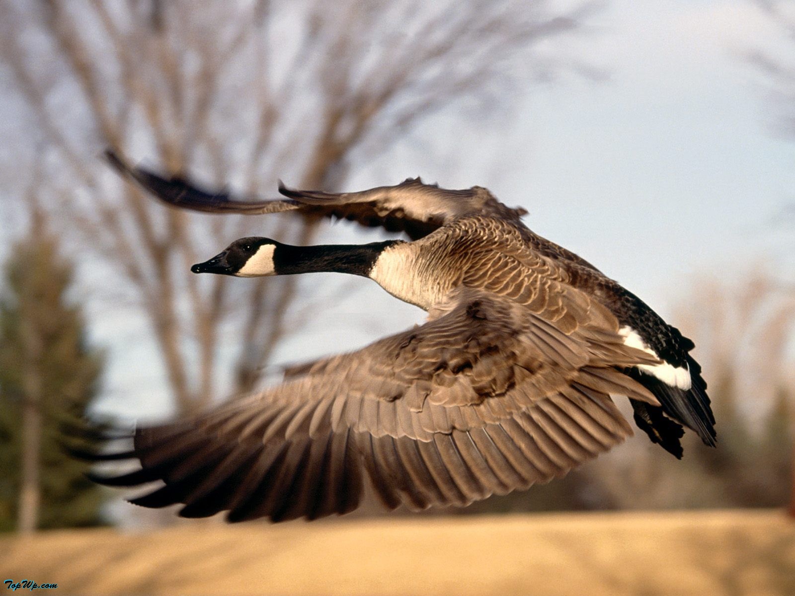 Free download Mallard Duck Wallpaper Mallard [515x330] for your Desktop