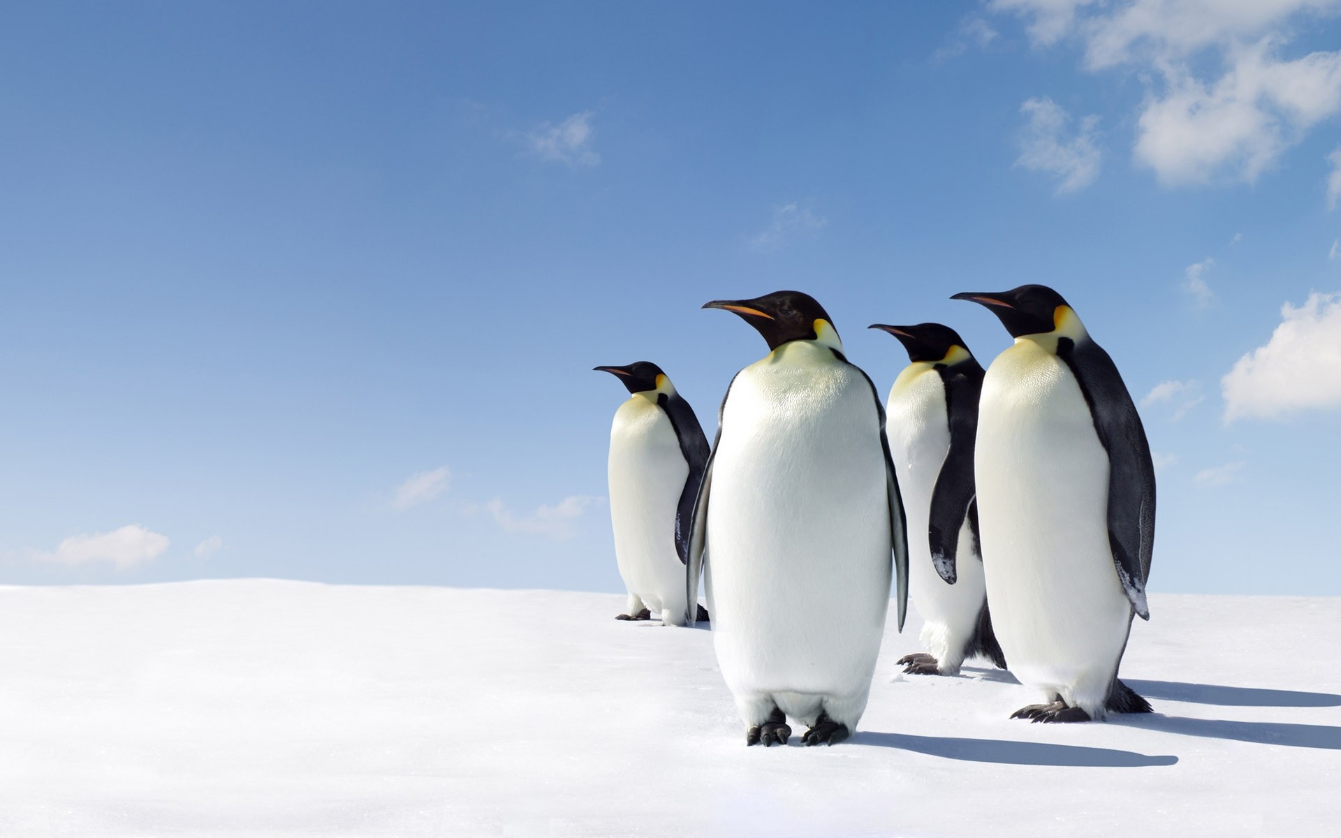 Emperor Penguins HD Wallpaper Background Image