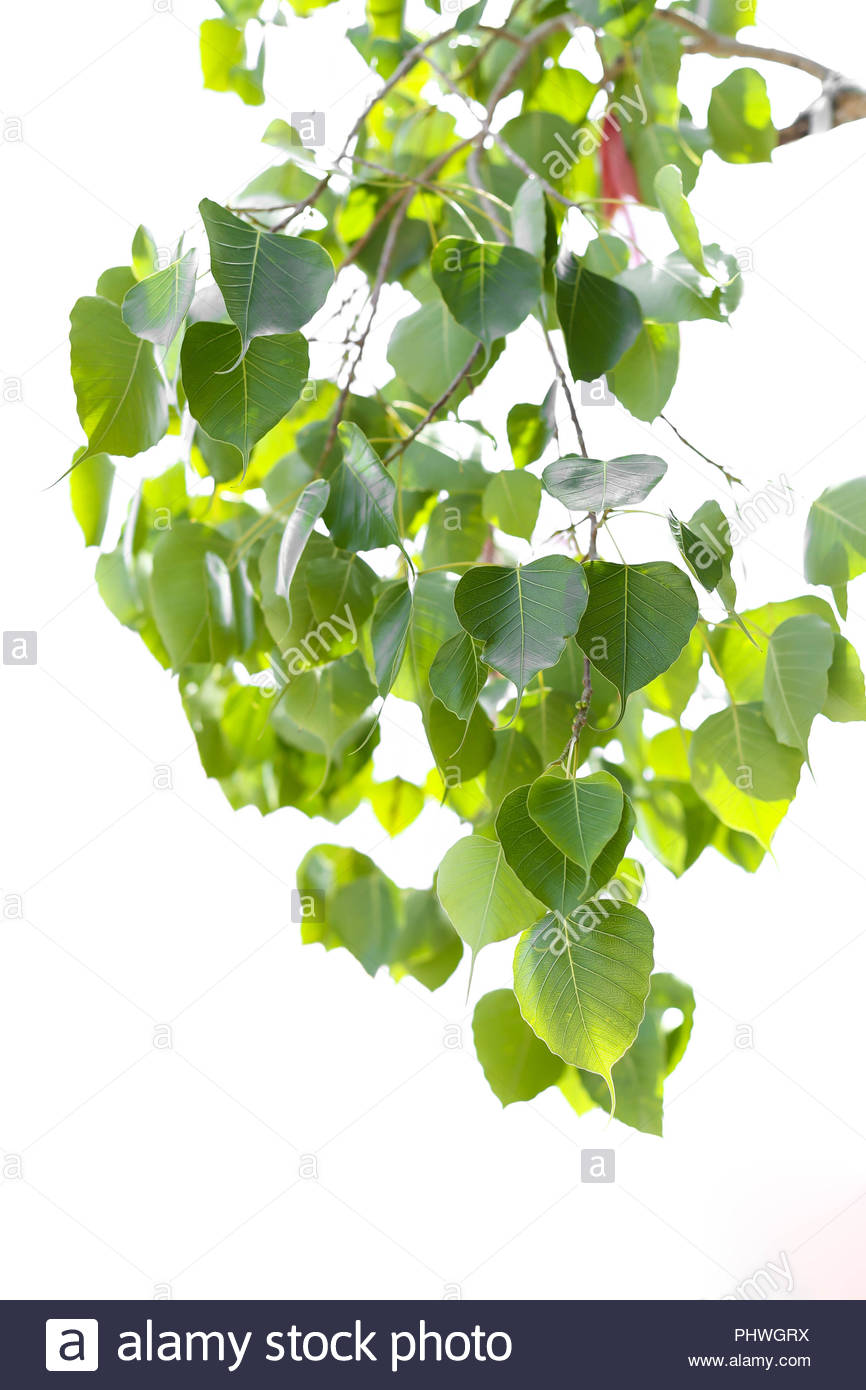 Branch Of Bo Leaf Isolated In White Background Stock Photo