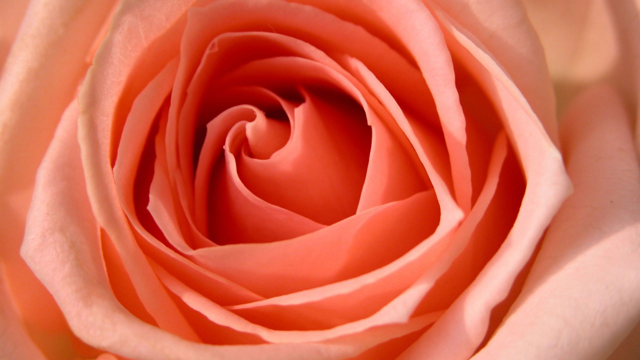 Rose HDtv 1080p Wallpaper
