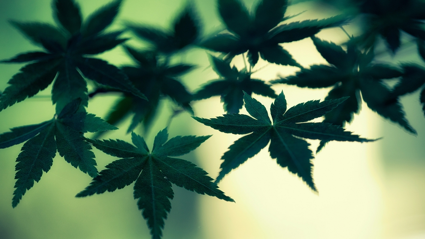 Cannabis Leaves HD Wallpaper