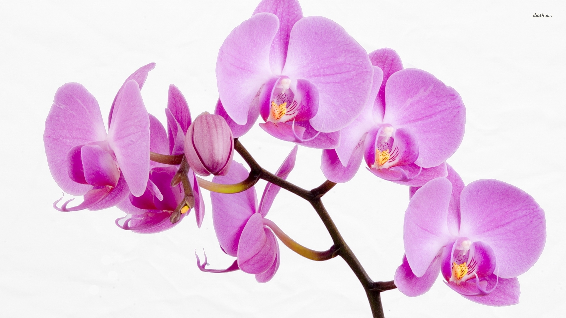 Pink Orchids Wallpaper Flower