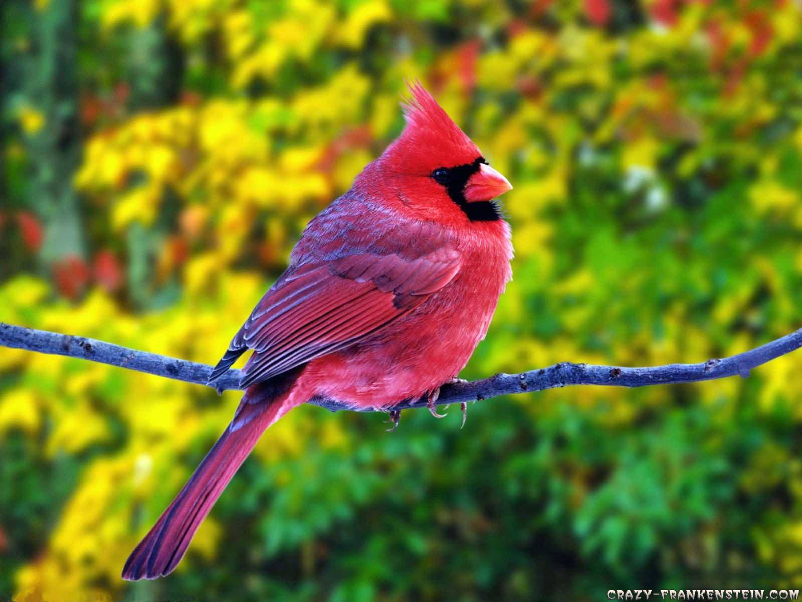 Summer Fat Red Cardinal Beautiful Birds Wallpaper