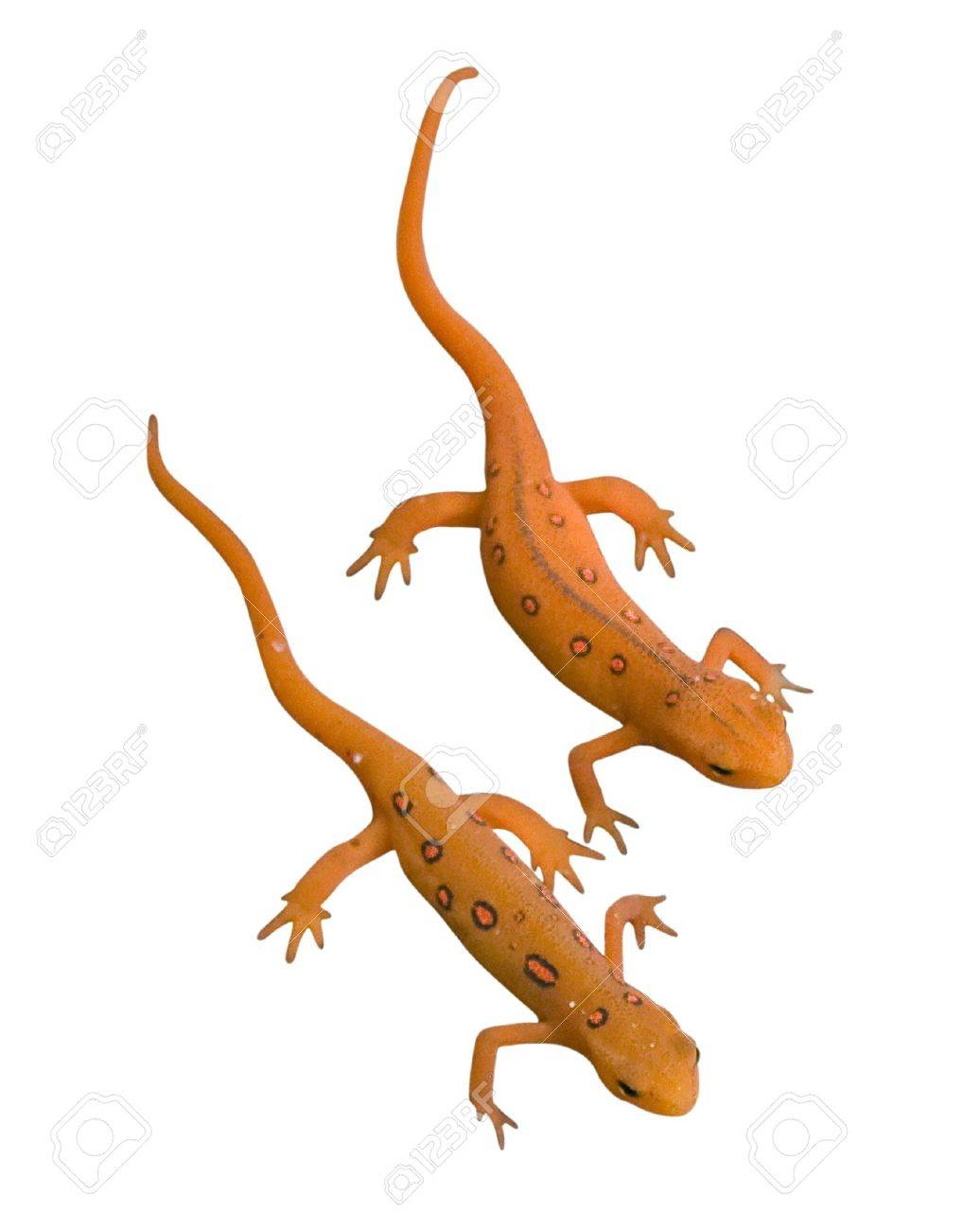 [24+] Newt Backgrounds | WallpaperSafari