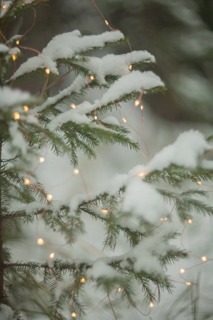 Christmas Frame White Black Checked Buffalo Plaid Ribbon Baubles Tree Stock  Photo by JeniFoto 319082230