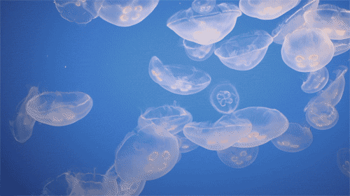 Animated Jellyfish Gif
