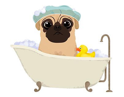 Best Pug Image Pugs Life And Card