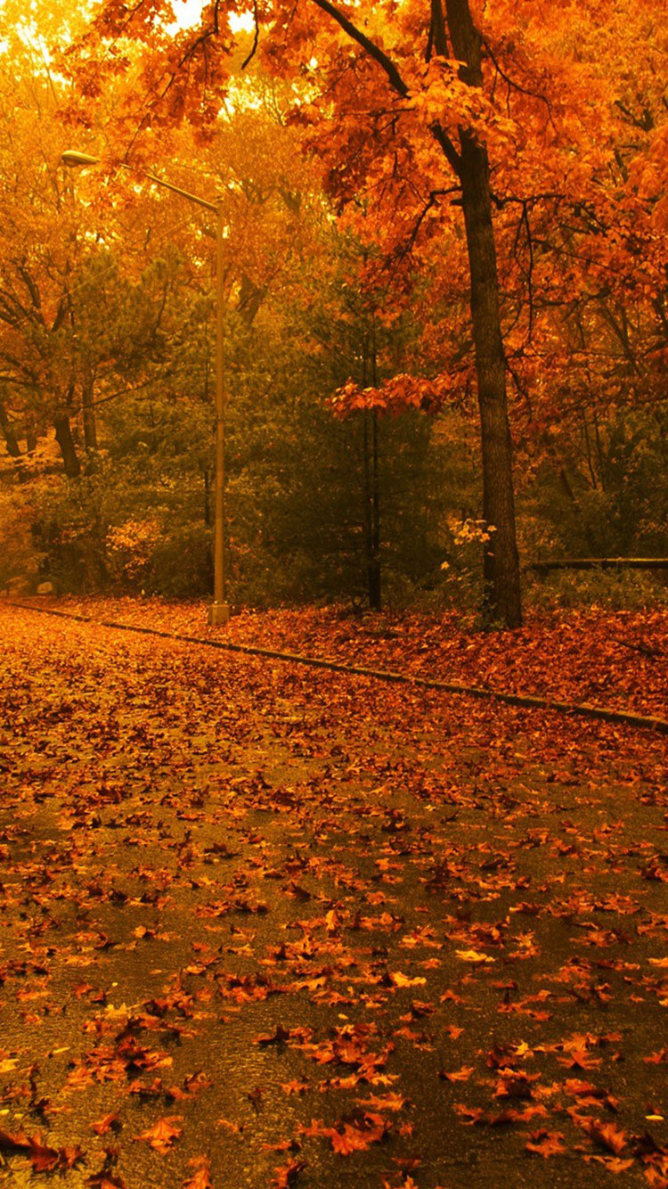 Fall Wallpaper Backgrounds iPhone - WallpaperSafari