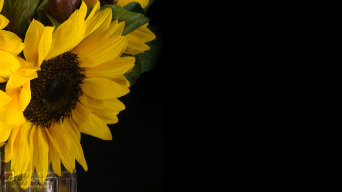 Sunflower In A Vase Yellow Background Flower