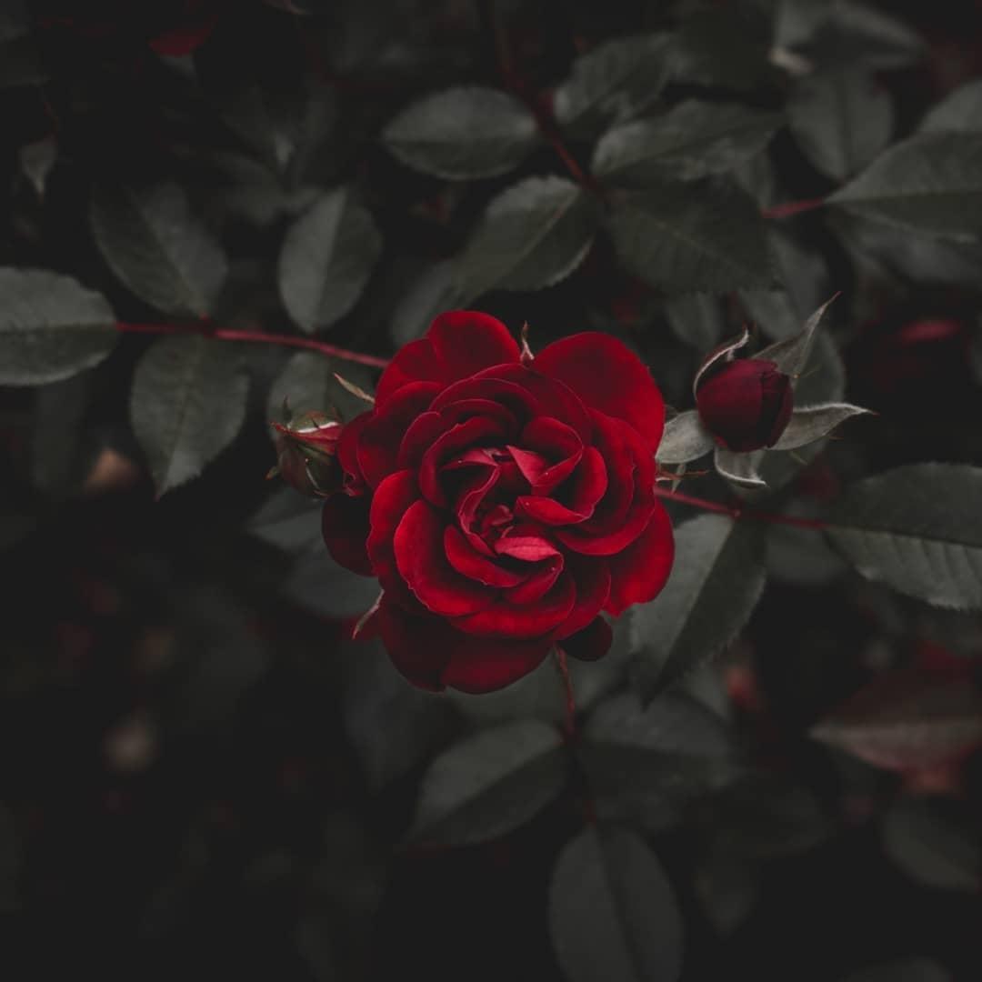 Wallpaper Bunga Apk Untuk Unduhan Android