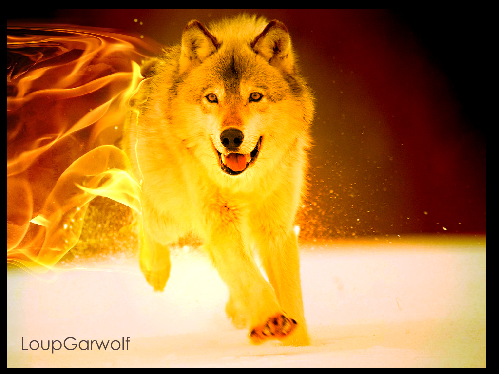 Wolf Cool Backgrounds Fire