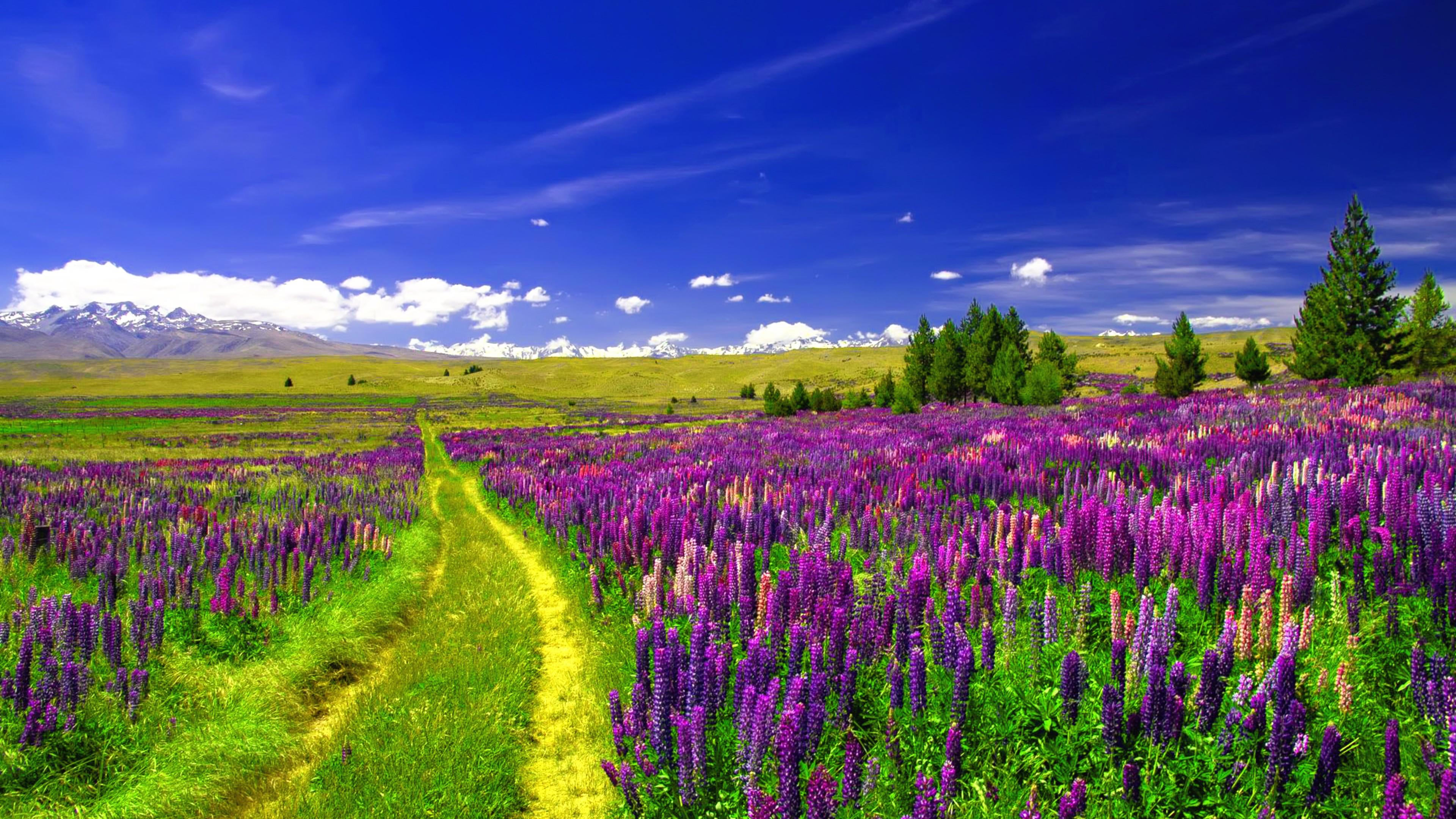 Spring Landscape Lupin Field Path 4k Ultra HD Wallpaper