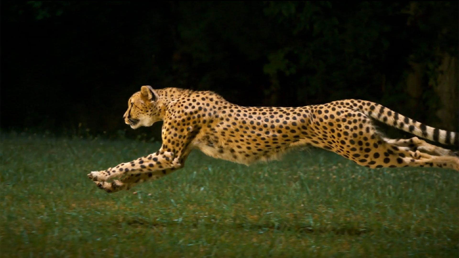 Running Cheetah HD Wallpaper Wallpapercharlie