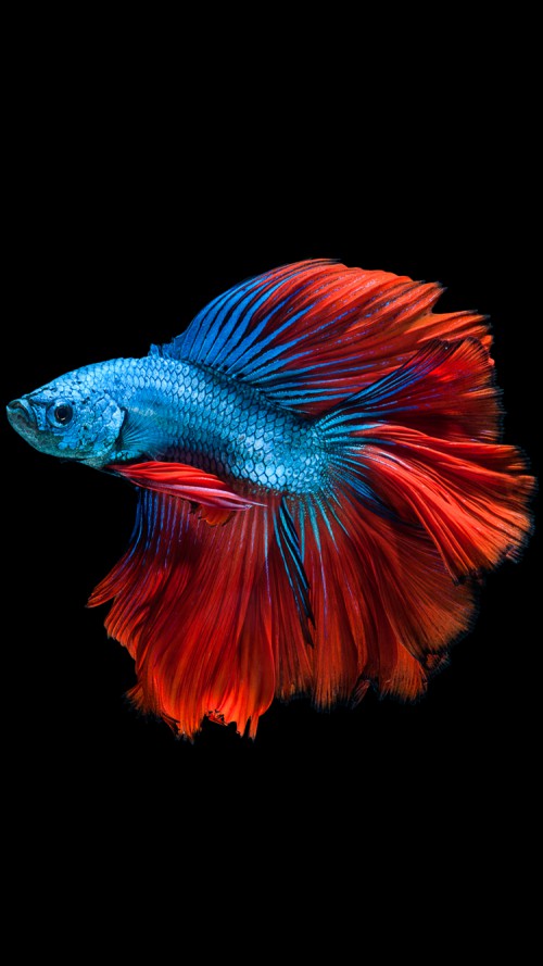 Apple iPhone 6s Wallpaper With Read And Blue Betta Fish Dark