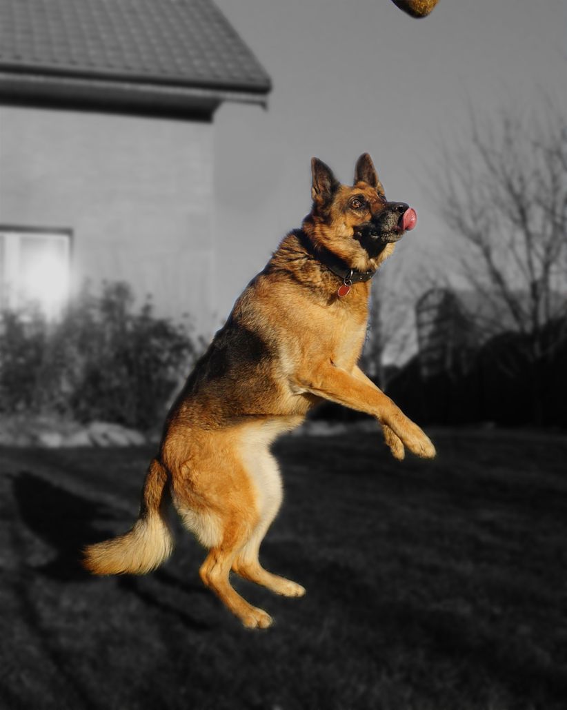 The German Shepherd On Part Background