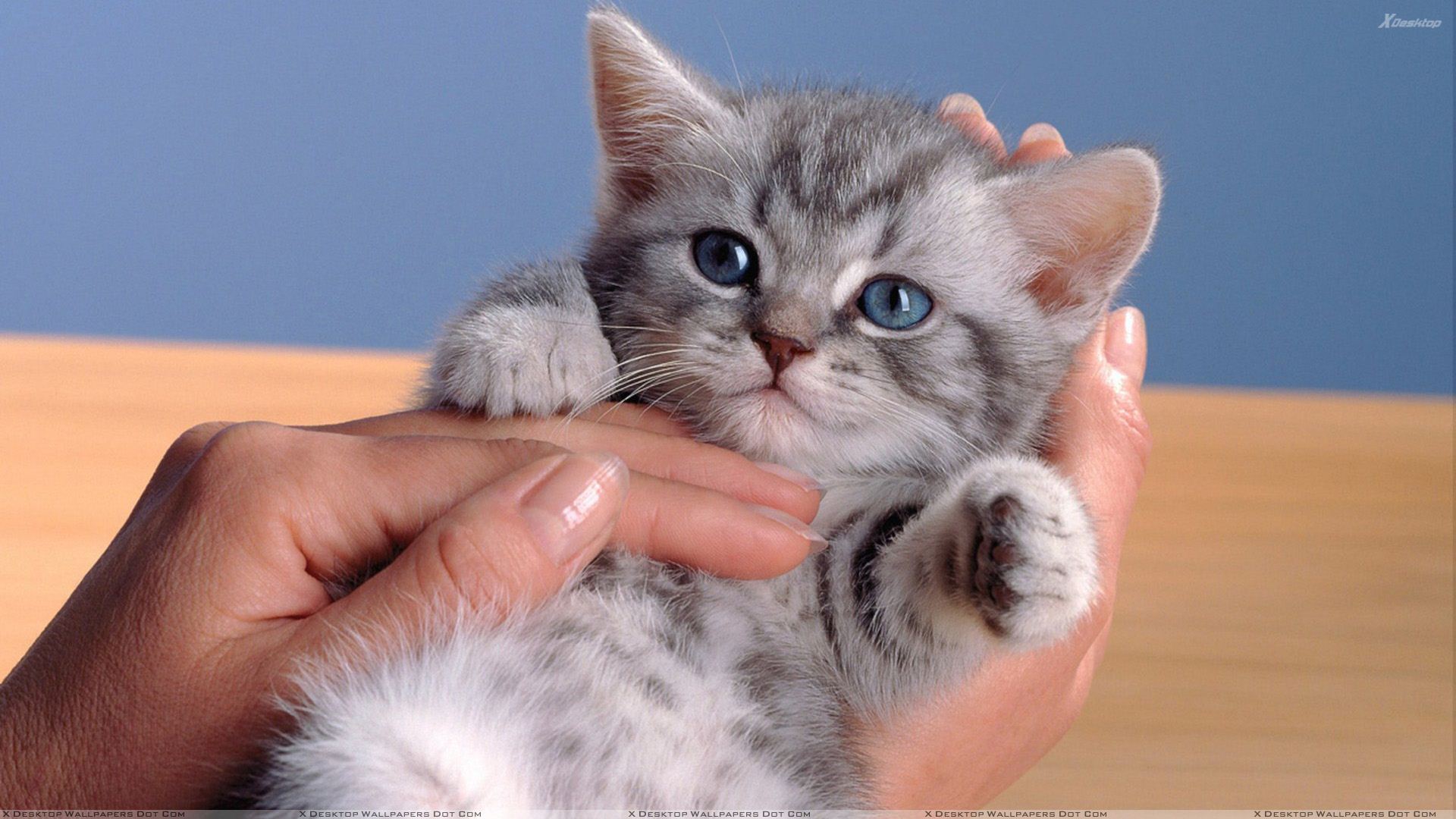 Small Cat In Hand Looking Very Cute Wallpaper