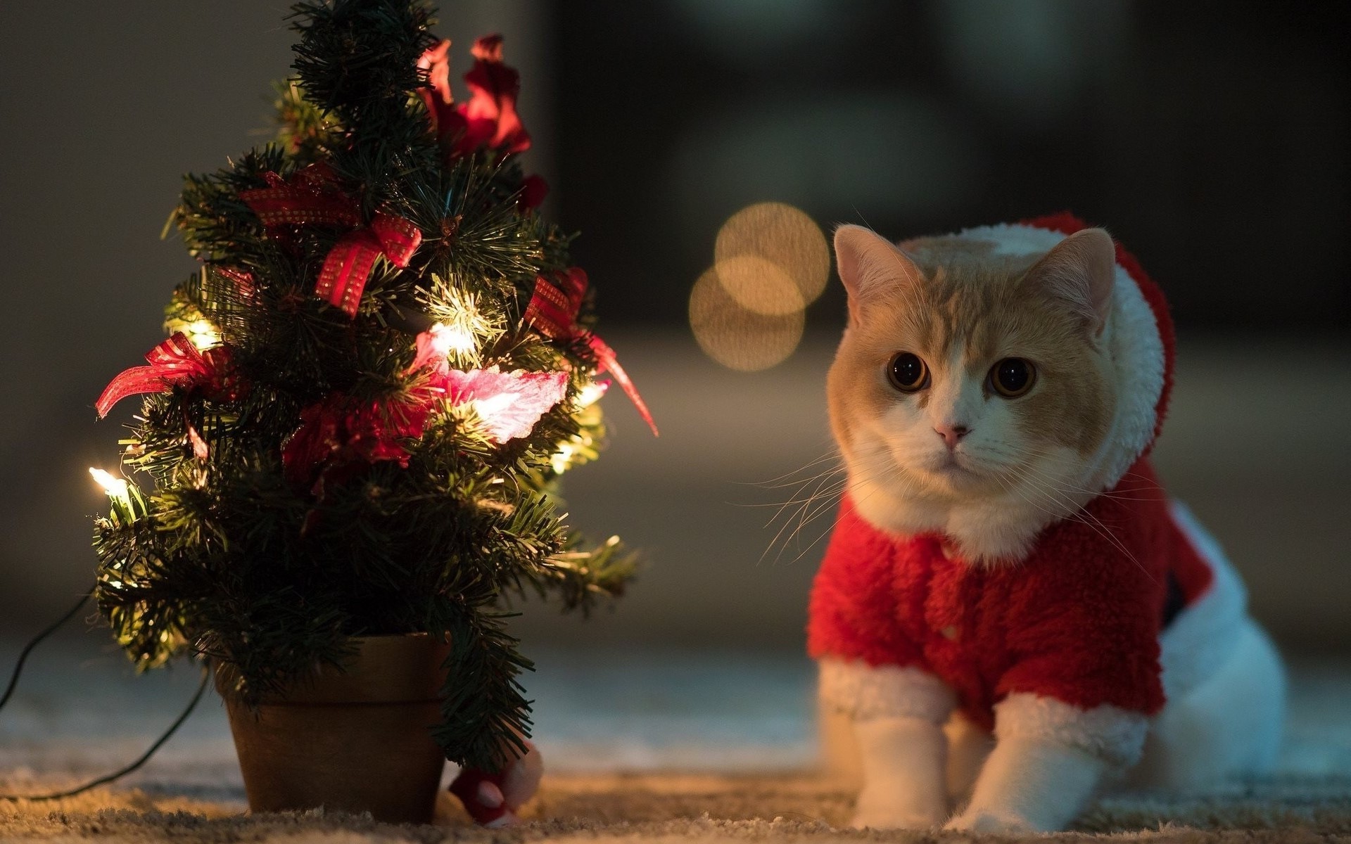 Cat Animals Christmas Tree Santa Costume Wallpaper HD