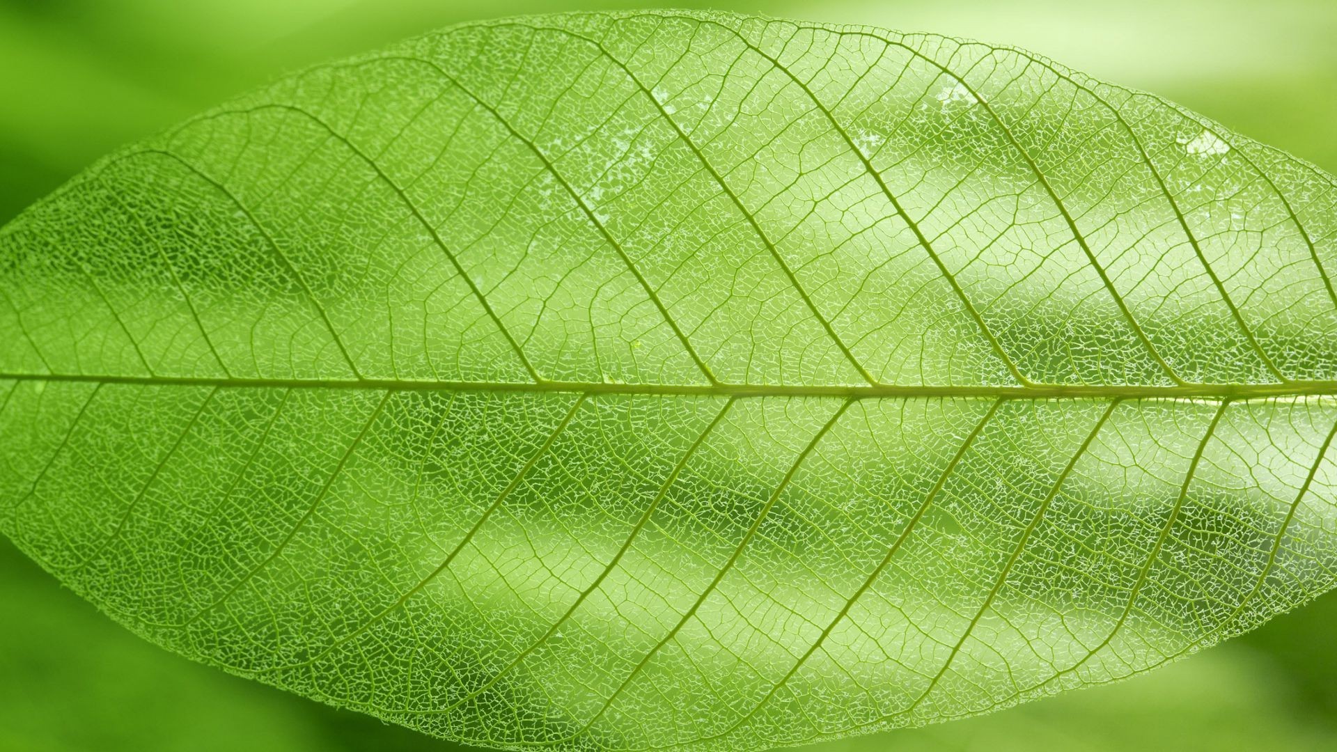 Green leaf wallpaper 8377