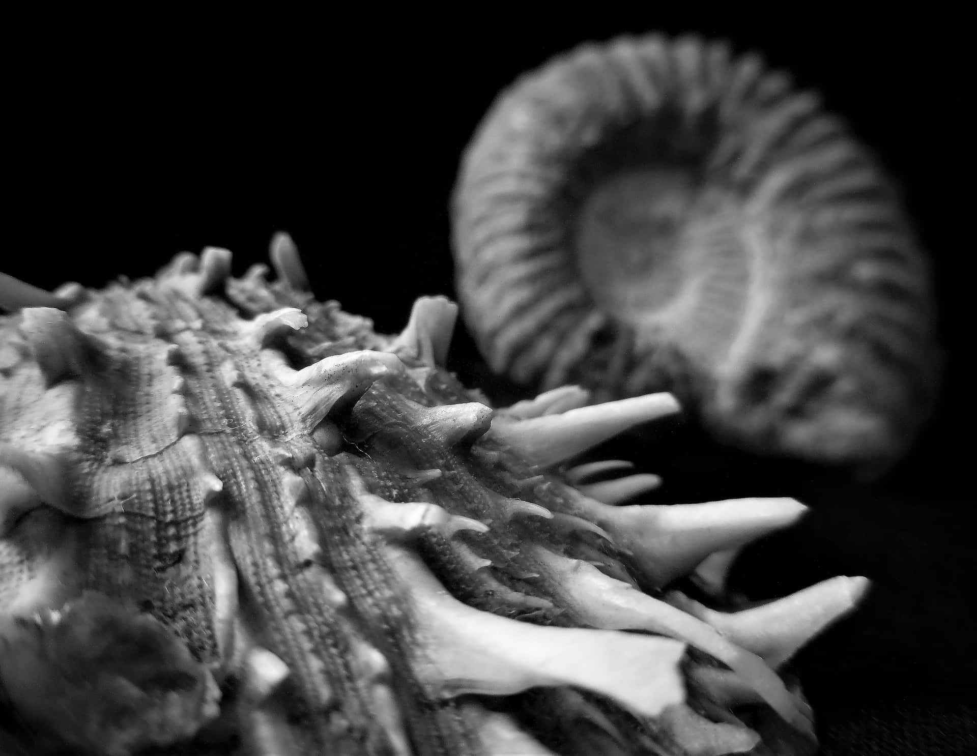 Ammonite Fossil Black Background Cfqa2f6ph3gt0qlf Wallpaper