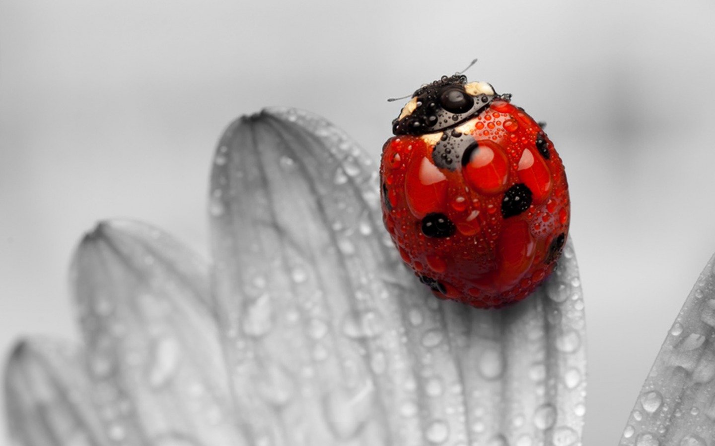 Ladybug   Animals Wallpaper 34195531