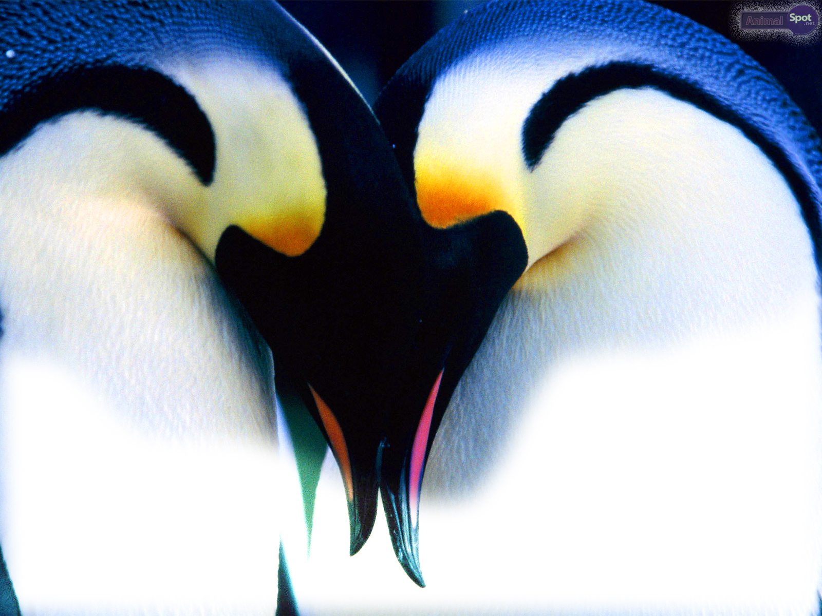 Penguin Wallpapers Animal Spot