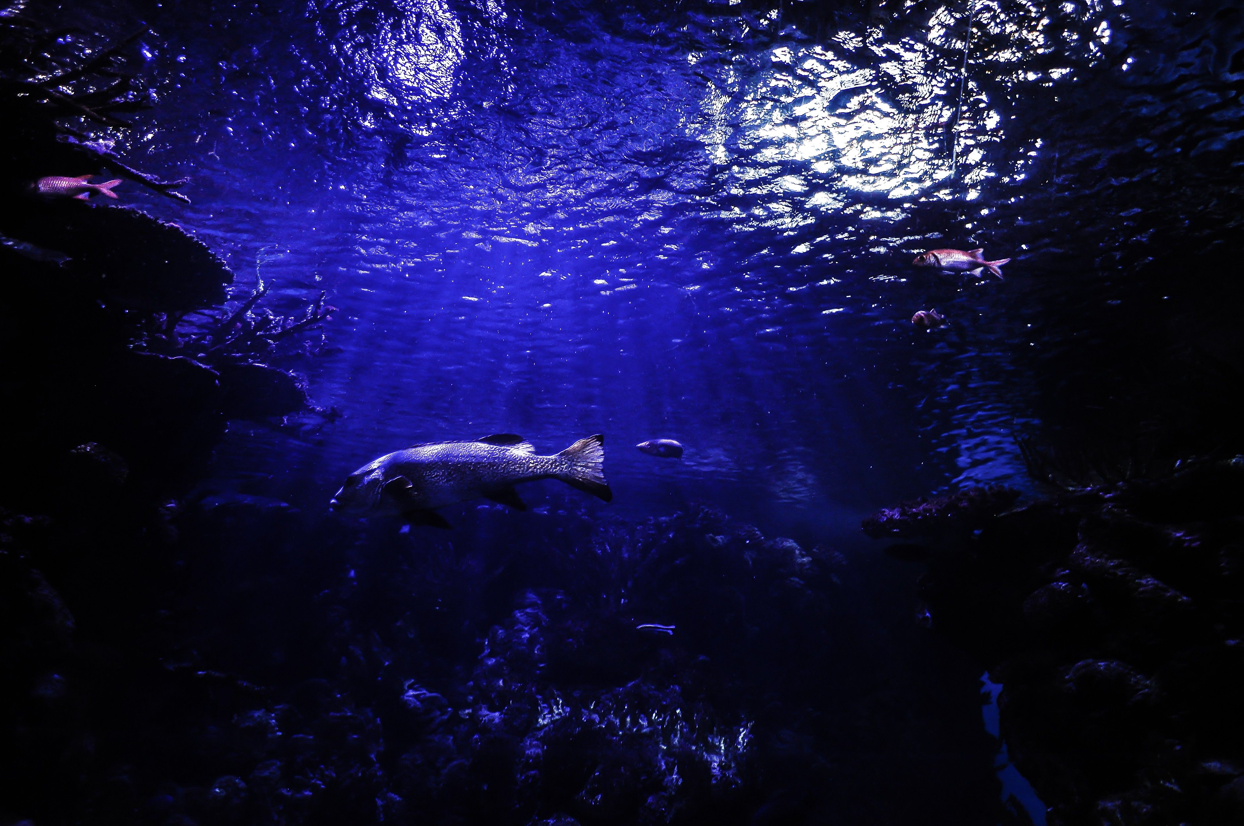 Scuba Diver Aquarium Wallpaper HD Quality