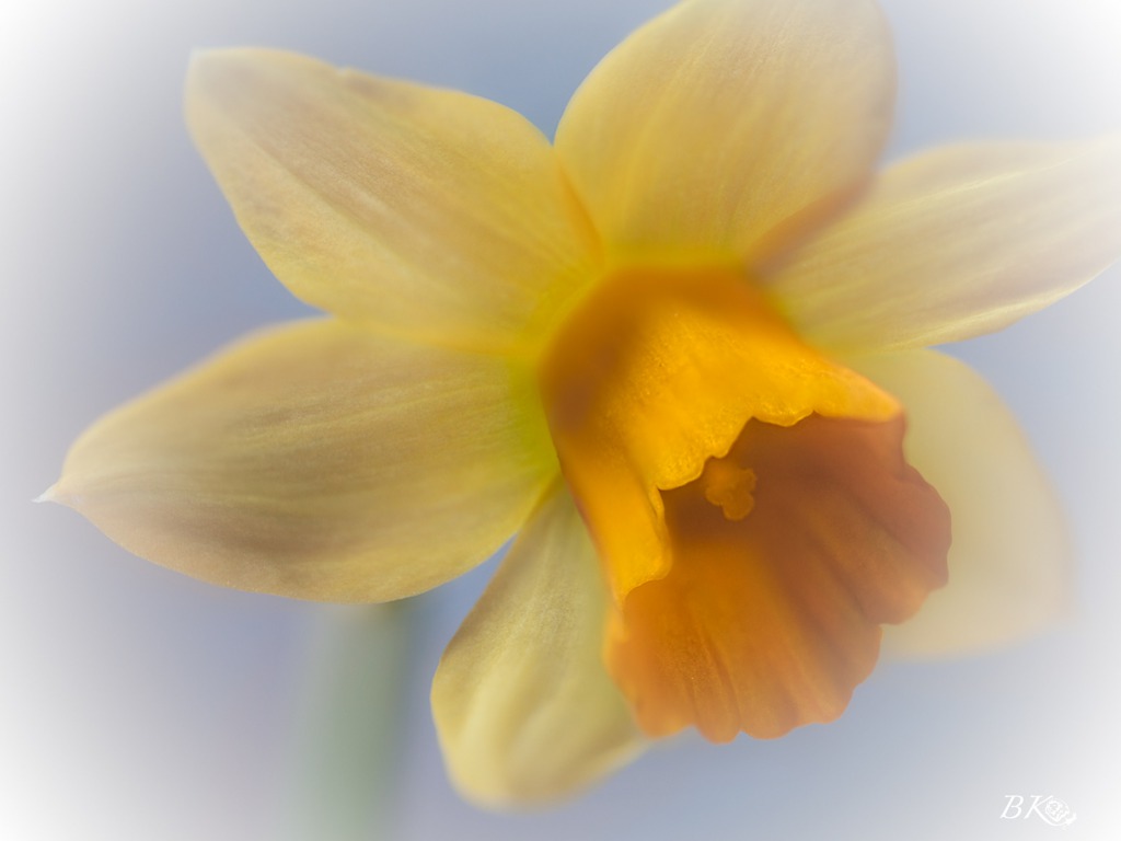 Beautiful Daffodil Flowers Wallpaper For Desktop