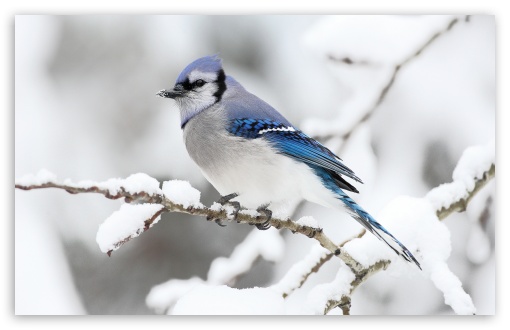 Beautiful Bird Winter HD Wallpaper For Standard Fullscreen