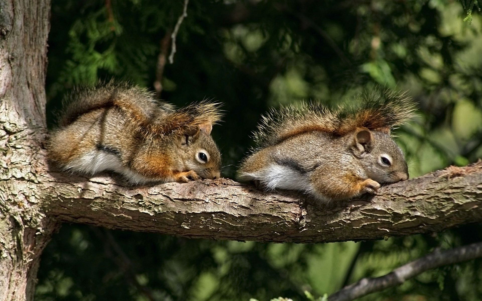 Chipmunks On A Tree Branch Wallpaper