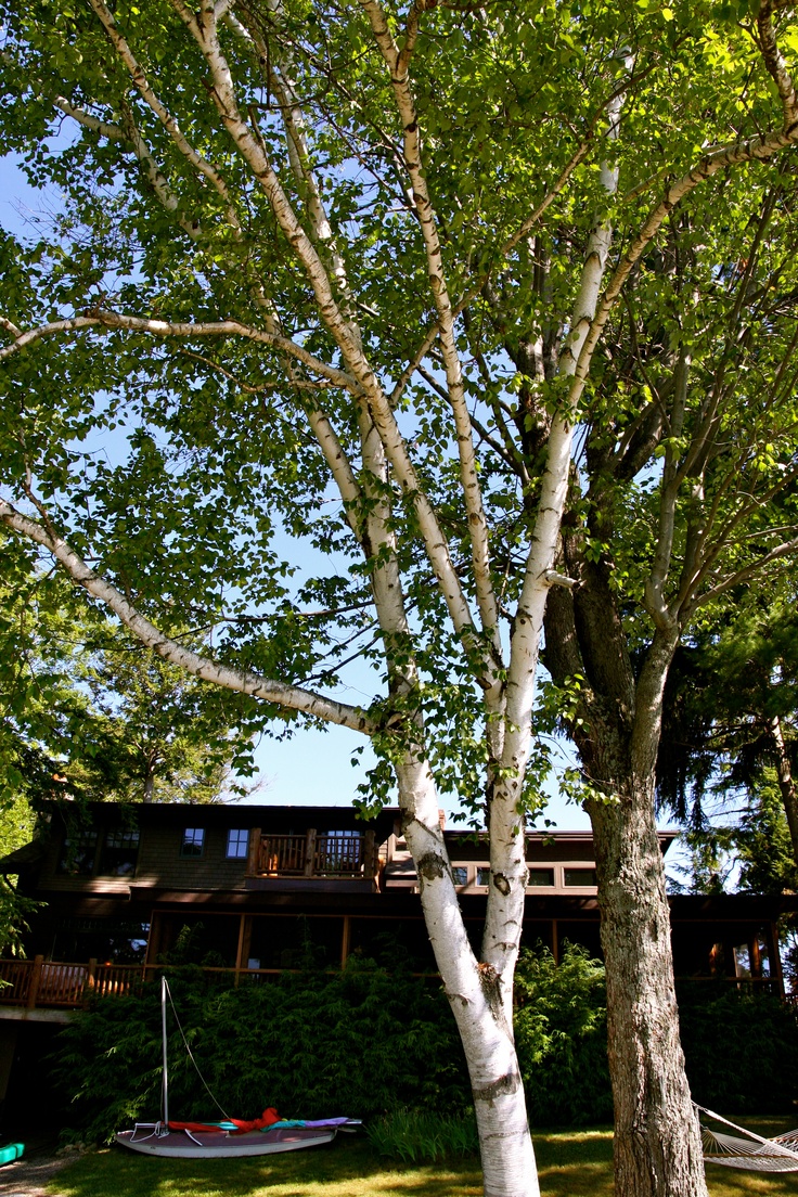 Beautiful White Birch Tree At Our Lake George Rental House