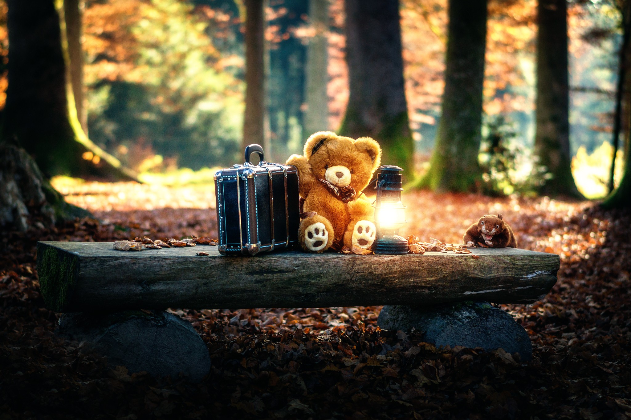 Teddy Bears Cute Alone In Forest HD 4k Wallpaper Image