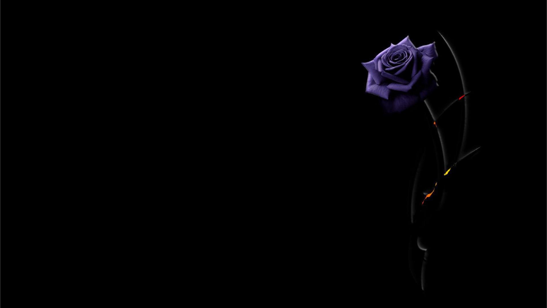 Beautiful purple rose on a black background wallpapers and images 1920x1080