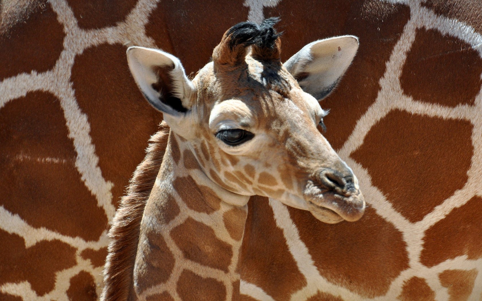 Beautiful Giraffe Baby Widescreen HD Wallpaper