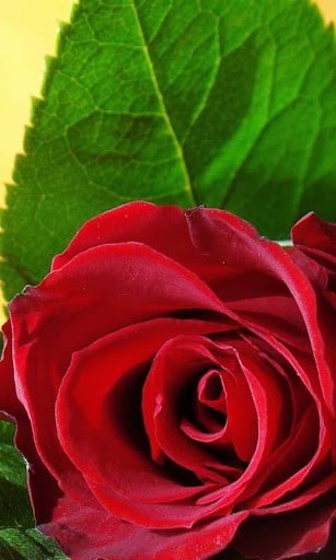 3d Wallpaper Rose For Android Image Num 6
