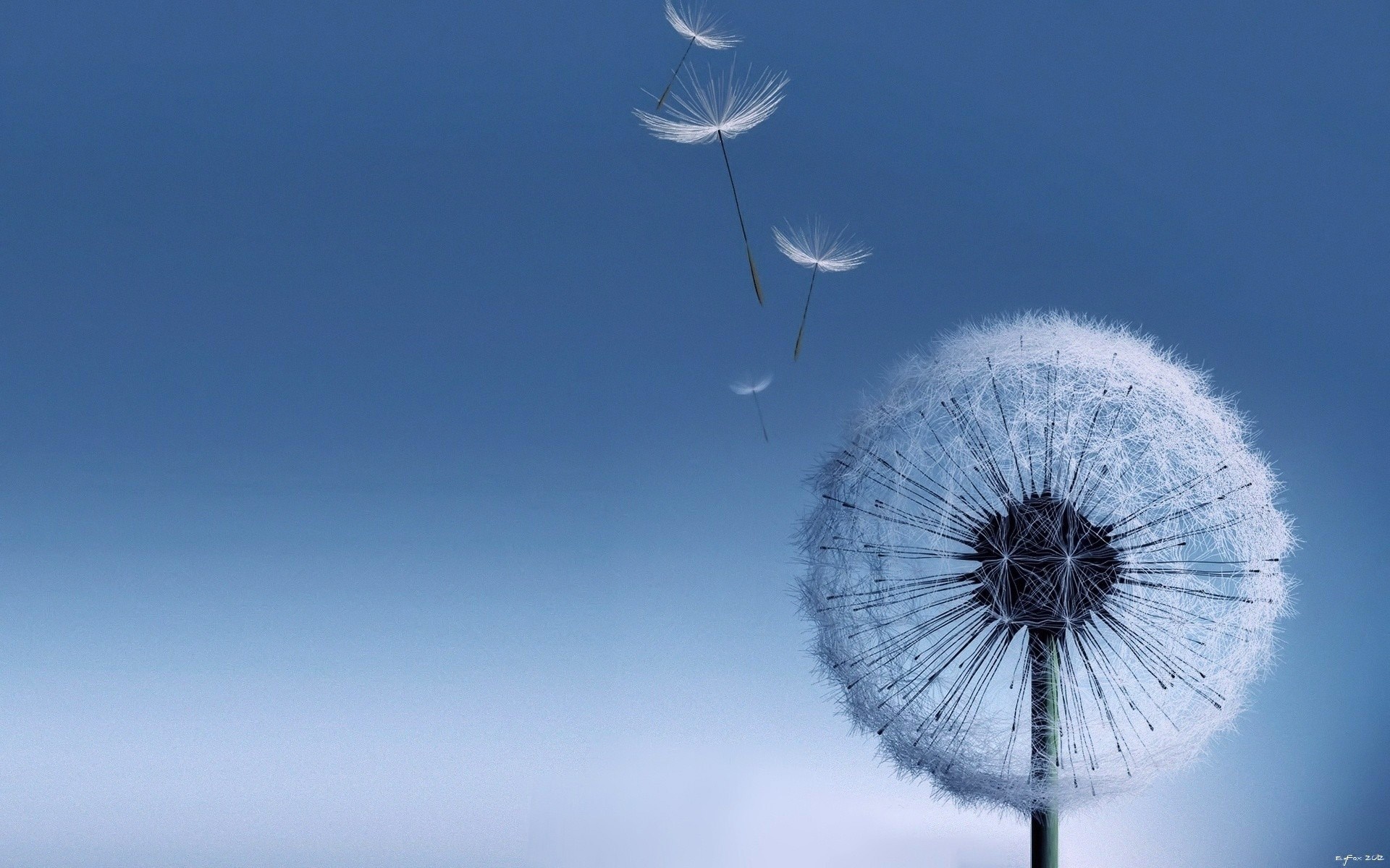 Flying Dandelion Background Image Awb
