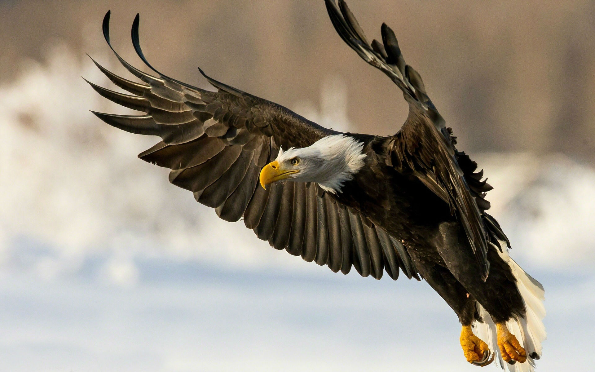 Bald Eagle HD Wallpaper American Pictures