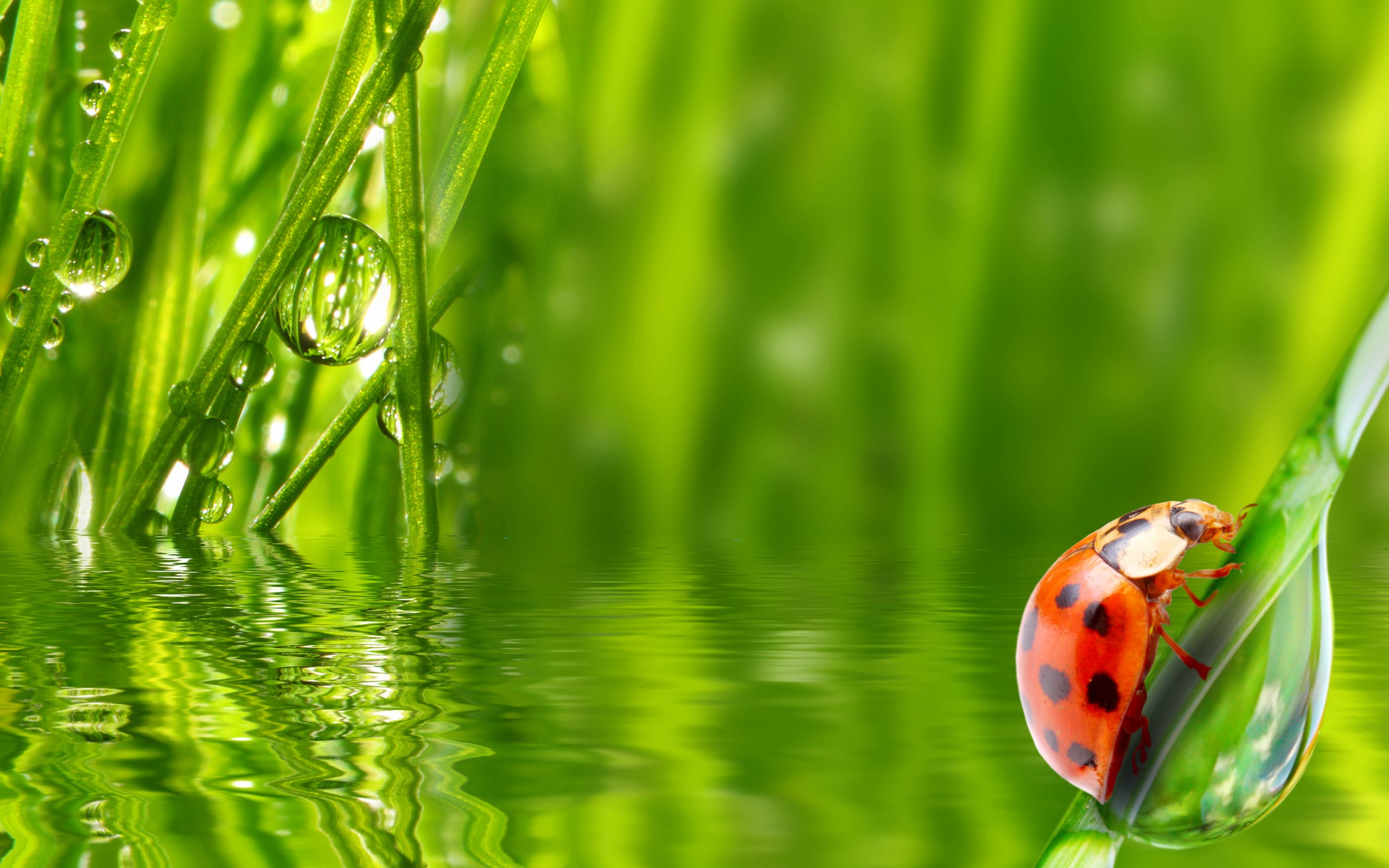 Ladybug Insect Grass Water Dew Morning Drop Wallpaper